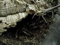 B.albapilosum vs big locust B.albapilosum vs big locust