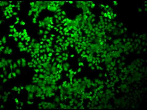 how to grow mcf-7 cells