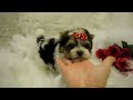 Click here to watch this video ADORABLE 