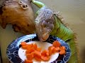 Mi Iguana Verde -Sombra Gris- comiendo Mi Iguana Verde -Sombra Gris- comiendo