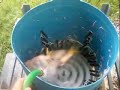 Wizbang plucker
