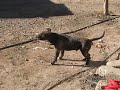 exorsismo de un perro