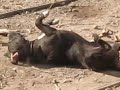 exorsismo de un perro