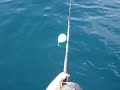 Shark fishing donegal