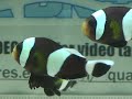Black Clownfish