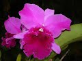 Orchids in Miami, Orquideas en Miami, Orchidées, Orchideen