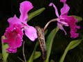 Orchids in Miami, Orquideas en Miami, Orchidées, Orchideen Orchids in Miami, Orquideas en Miami, Orchidées, Orchideen