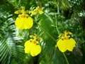 Orchids in Miami, Orquideas en Miami, Orchidées, Orchideen