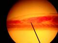 Amphioxus