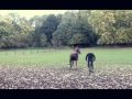 &iexcl;Bicicleta contra Caballo!