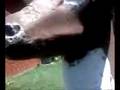 Bronson talks in spanish to a deer
