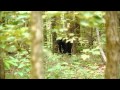 Fort Mountain State Park Black Bears - YouTube