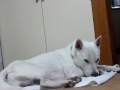 Kishu