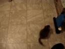 lacy my chinchilla lacy my chinchilla