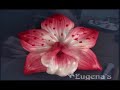 This is a complimentary video for the step-by-step polymer clay tutorials available at my web site, www.eugenascreations.com.