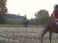 videos de Viva HBC springpaard ?!?
