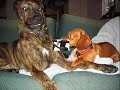 videos de compilation of unique photos.wmv