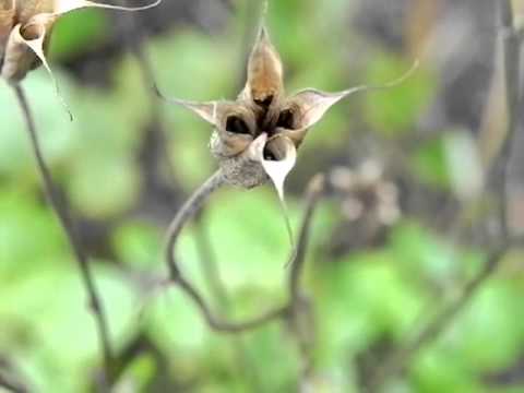 how to collect aquilegia seeds