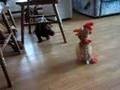 Salchicha video