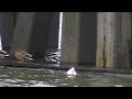 birds nl... white mallard