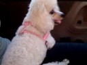 Talking Dogs 4