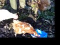 Chickens eating worms Chickens eating worms