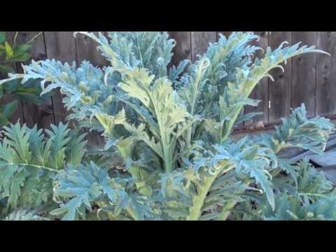 how to transplant artichokes