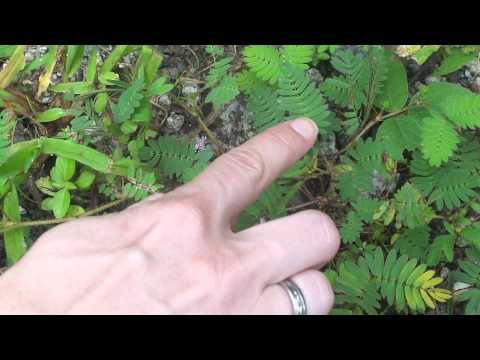 how to replant man ferns