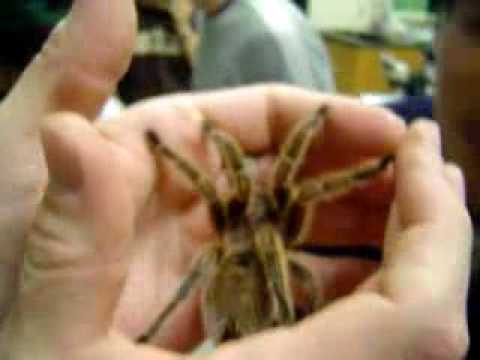 Tarantula