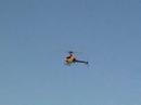 Windy day Swift flying Windy day Swift flying