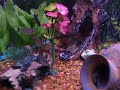 My 54 gallon corner fish tank