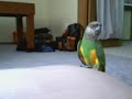 My senegal parrot, Paulie :D