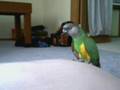 My senegal parrot, Paulie :D