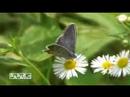 アサマシジミ BUTTERFLY OF JAPAN