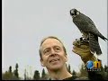 The Bird TLC gets peregrine falcon The Bird TLC gets peregrine falcon