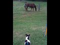 Indy Meets the Horses