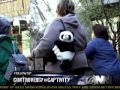onion news network : panda demands abortion