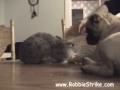 Pugs love Bunnies but Bunnies Hate Pugs