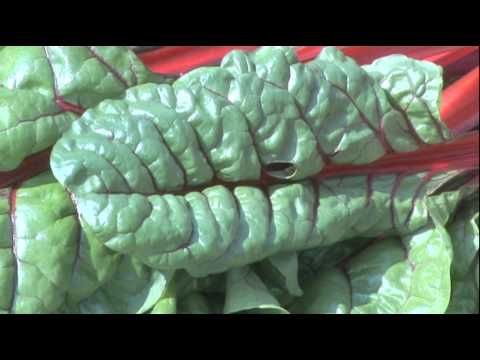 how to harvest chard