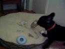 George the French Bulldog pup Likes To Open His Presents