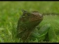 COSTA RICA [campaña oficial ICT]