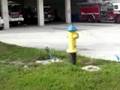 videos de Bonita Springs