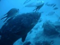 Charlie The Grouper - Charlie la Cernia