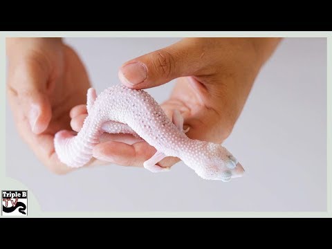 YouTube reptile video
