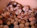 Mesti�os: Araucanos X SULave - ovos azuis - 4