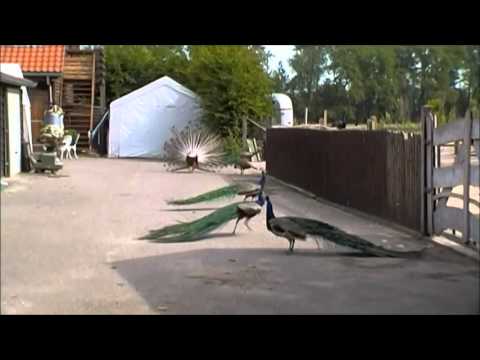 pauwen (pavo cristatus)