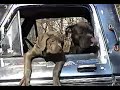 Neapolitan Mastiff puppy crying to get out of truck