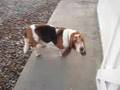 Basset Nemo Run