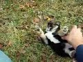 shiba-inu-at-play-2.html