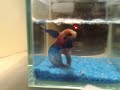 Rikimaru, my fish